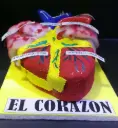 Maqueta del corazon